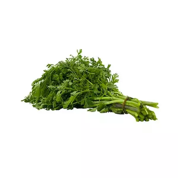 Cilantro