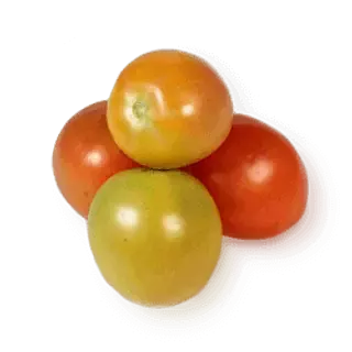 Tomate Chonto Grueso