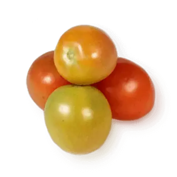 Tomate Chonto Grueso