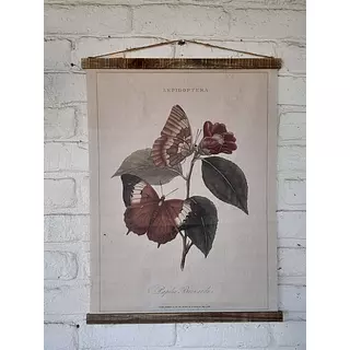 Cuadro Botánico Papilio Bernardus De E. Doneran 1798