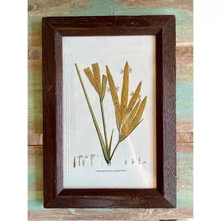 Cuadro Lámina Expedición Botánica - Bogotá 1994