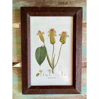 Cuadro Lámina Expedición Botánica - Bogotá 1994