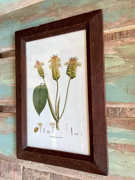 Cuadro Lámina Expedición Botánica - Bogotá 1994