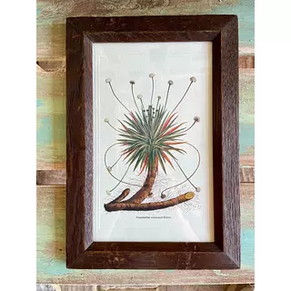 Cuadro Lámina Expedición Botánica - Bogotá 1994