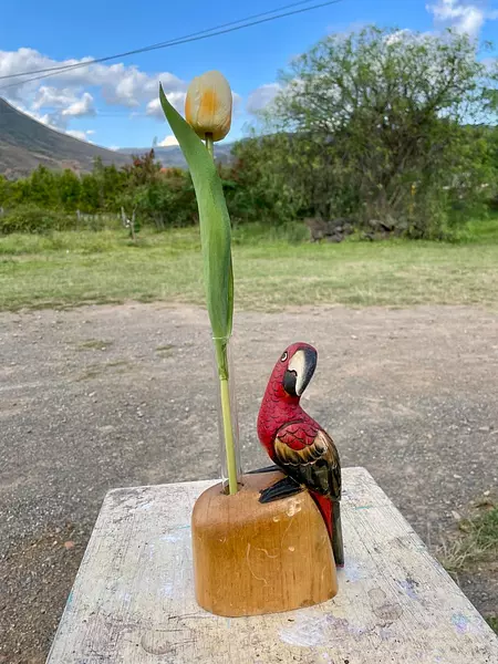 Loro Tropical Colores Tallado En Madera - Filipinas 1985