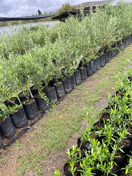 Árbol De Olivo Envíos A Toda Colombia