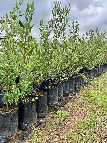 Árbol De Olivo Envíos A Toda Colombia