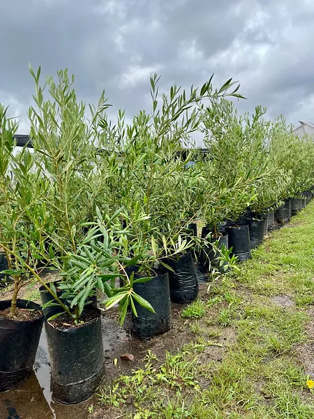 Árbol De Olivo Envíos A Toda Colombia