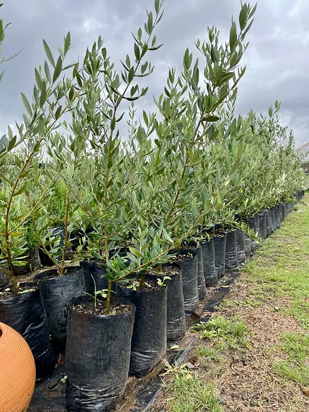 Árbol De Olivo Envíos A Toda Colombia