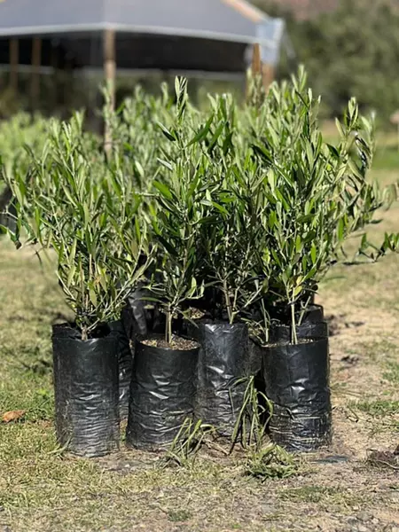 Árbol De Olivo Envíos A Toda Colombia