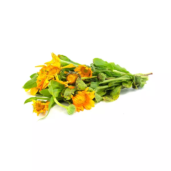 Calendula