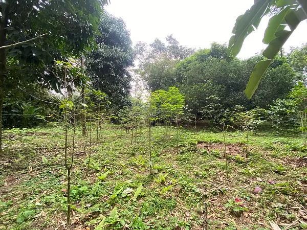 Finca Ecológica- Guacavía