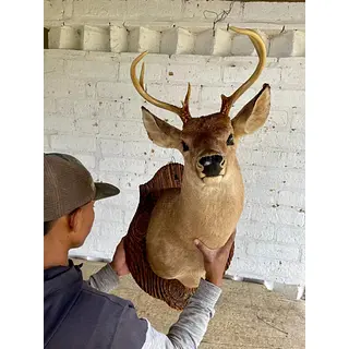 Taxidermia De Cabeza De Venado - Estados Unidos