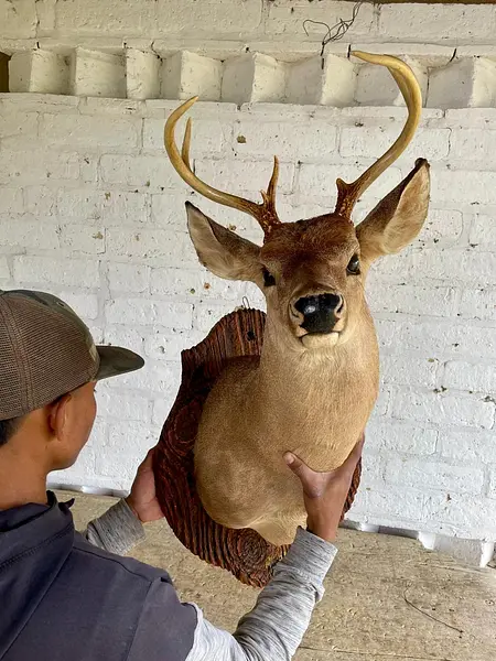 Taxidermia De Cabeza De Venado - Estados Unidos