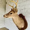 Taxidermia De Cabeza De Venado - Estados Unidos