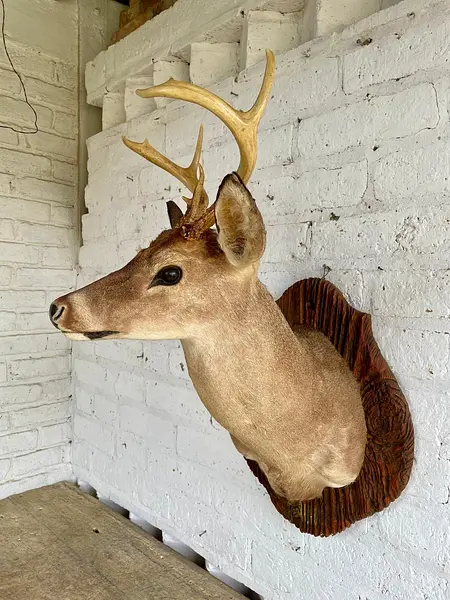 Taxidermia De Cabeza De Venado - Estados Unidos