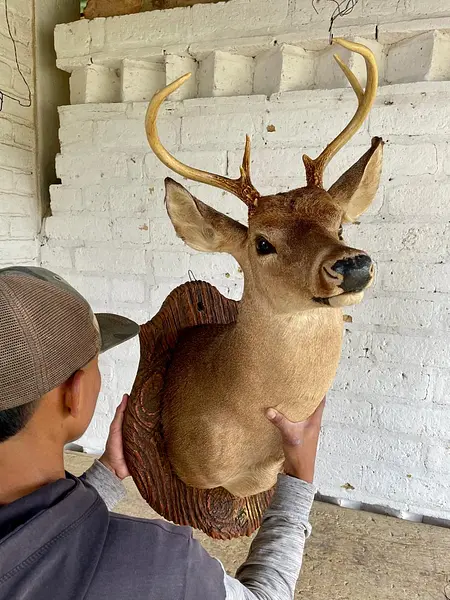 Taxidermia De Cabeza De Venado - Estados Unidos