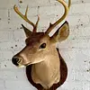 Taxidermia De Cabeza De Venado - Estados Unidos
