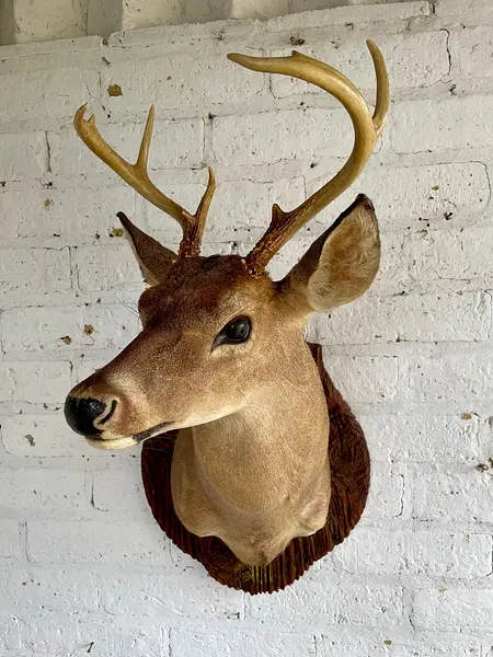 Taxidermia De Cabeza De Venado - Estados Unidos