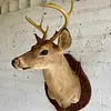 Taxidermia De Cabeza De Venado - Estados Unidos
