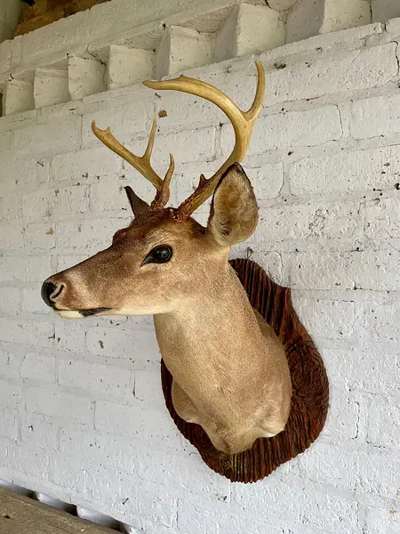 Taxidermia De Cabeza De Venado - Estados Unidos