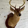 Taxidermia De Cabeza De Venado - Estados Unidos
