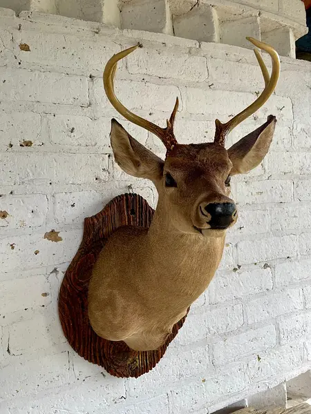 Taxidermia De Cabeza De Venado - Estados Unidos