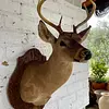 Taxidermia De Cabeza De Venado - Estados Unidos