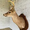 Taxidermia De Cabeza De Venado - Estados Unidos