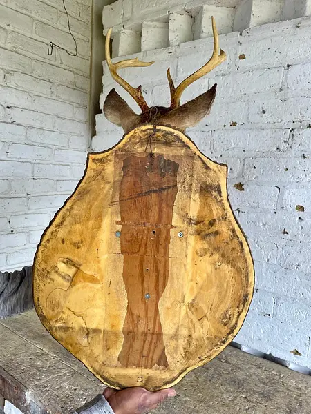 Taxidermia De Cabeza De Venado - Estados Unidos