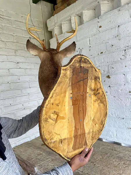 Taxidermia De Cabeza De Venado - Estados Unidos