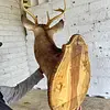 Taxidermia De Cabeza De Venado - Estados Unidos