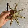 Estrella De 8 Puntas Dorada Con Espejos