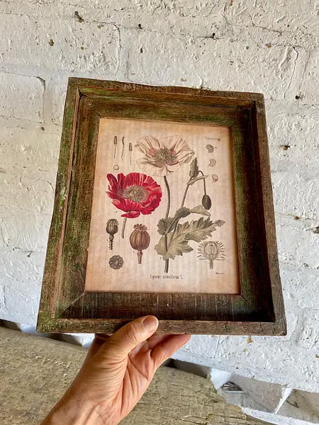 Cuadro Lámina Planta Medicinal Con Marco Rústico