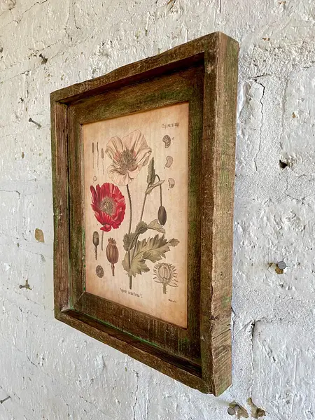 Cuadro Lámina Planta Medicinal Con Marco Rústico