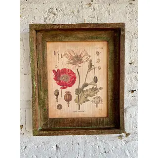 Cuadro Lámina Planta Medicinal Con Marco Rústico