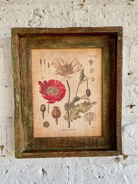 Cuadro Lámina Planta Medicinal Con Marco Rústico