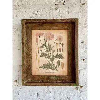 Cuadro Lámina Planta Medicinal Con Marco Rústico