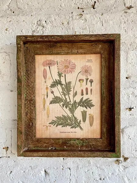 Cuadro Lámina Planta Medicinal Con Marco Rústico
