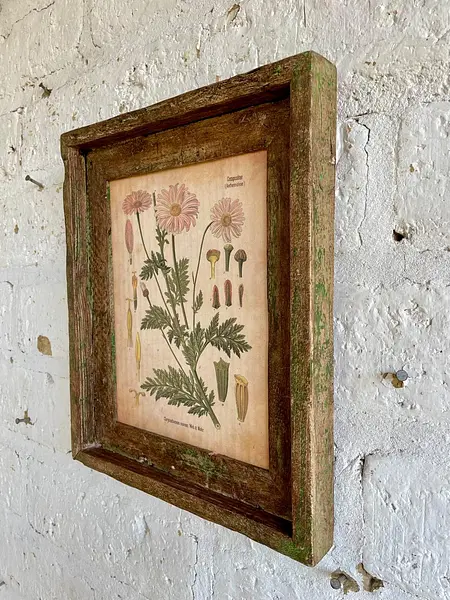 Cuadro Lámina Planta Medicinal Con Marco Rústico