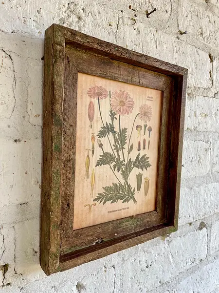 Cuadro Lámina Planta Medicinal Con Marco Rústico
