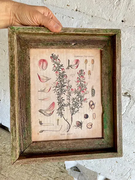 Cuadro Lámina Planta Medicinal Con Marco Rústico