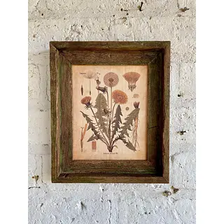 Cuadro Lámina Planta Medicinal Con Marco Rústico