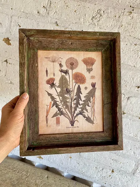 Cuadro Lámina Planta Medicinal Con Marco Rústico