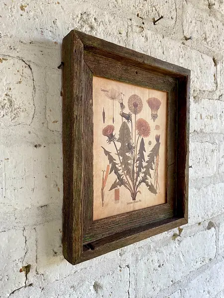 Cuadro Lámina Planta Medicinal Con Marco Rústico