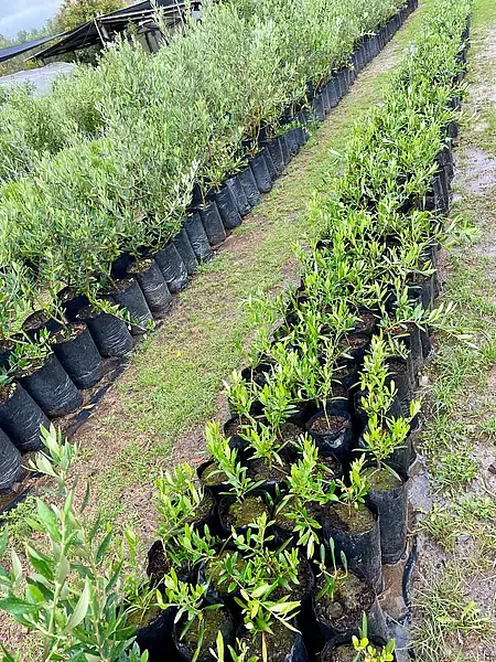 Árbol Olivo Variedad Arbosana Envios A Toda Colombia