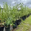 Árbol Olivo Variedad Arbosana Envios A Toda Colombia