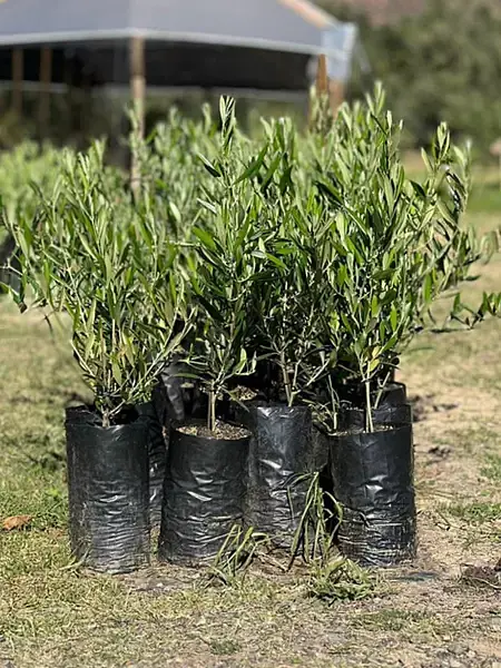 Árbol Olivo Variedad Arbosana Envios A Toda Colombia