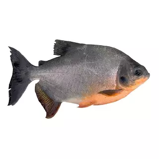 Cachama (De Criadero)