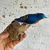 Pájaro Azulejo Sobre Tronco Natural - U.S.A. 2000